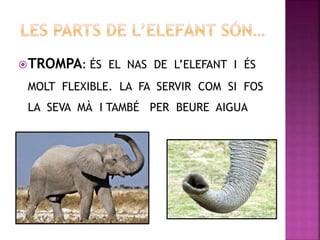 TROMPA: ÉS EL NAS DE L’ELEFANT I ÉS
MOLT FLEXIBLE. LA FA SERVIR COM SI FOS
LA SEVA MÀ I TAMBÉ PER BEURE AIGUA
 