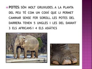  POTES: SÓN MOLT GRUIXUDES. A LA PLANTA
DEL PEU TÉ COM UN COIXÍ QUE LI PERMET
CAMINAR SENSE FER SOROLL. LES POTES DEL
DARRERA TENEN 5 UNGLES I LES DEL DAVANT
3 ELS AFRICANS I 4 ELS ASIÀTICS
 