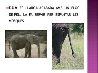 CUA: ÉS LLARGA ACABADA AMB UN FLOC
DE PÈL. LA FA SERVIR PER ESPANTAR LES
MOSQUES
 