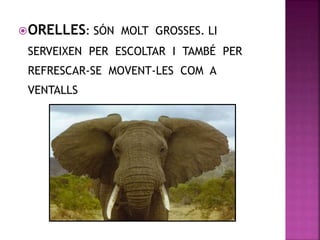 ORELLES: SÓN MOLT GROSSES. LI
SERVEIXEN PER ESCOLTAR I TAMBÉ PER
REFRESCAR-SE MOVENT-LES COM A
VENTALLS
 