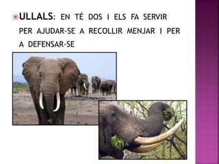 ULLALS: EN TÉ DOS I ELS FA SERVIR
PER AJUDAR-SE A RECOLLIR MENJAR I PER
A DEFENSAR-SE
 