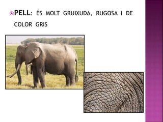 PELL: ÉS MOLT GRUIXUDA, RUGOSA I DE
COLOR GRIS
 