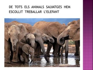 DE TOTS ELS ANIMALS SALVATGES HEM
ESCOLLIT TREBALLAR L’ELEFANT
 