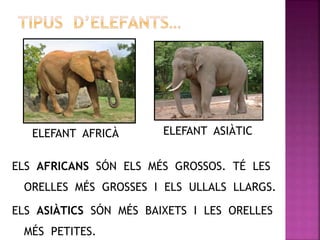 ELS AFRICANS SÓN ELS MÉS GROSSOS. TÉ LES
ORELLES MÉS GROSSES I ELS ULLALS LLARGS.
ELS ASIÀTICS SÓN MÉS BAIXETS I LES ORELLES
MÉS PETITES.
ELEFANT AFRICÀ ELEFANT ASIÀTIC
 