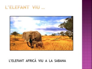 L’ELEFANT AFRICÀ VIU A LA SABANA
 