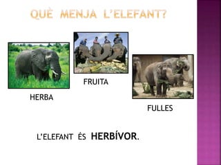 HERBA
FRUITA
FULLES
L’ELEFANT ÉS HERBÍVOR.
 