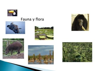 Fauna y flora

 