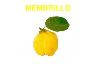 MEMBRILLO
 