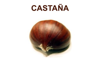 CASTAÑA
 
