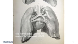 Plate 15 from Jones QUAIN’s The
viscera of the human body (1840)
Image obtained through Creative Commons License from Flickr user liverpoolhls
15
 