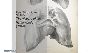 Plate 15 from Jones
QUAIN’s
The viscera of the
human body
(1840)
Image obtained through Creative Commons License from Flickr user liverpoolhls
17
 