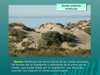 Dunas: Montículos de arena típicos de las costas arenosas.
Se forman por el transporte y sedimento de la arena por el
viento, que queda fijada por la vegetación. Las dunas se
orientan con relación al viento predominante.
Dunas costeras
andaluzas
Dunas costeras
andaluzas
 