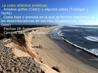 •La costa atlántica andaluza:
Amplios golfos (Cádiz) u algunos cabos (Trafalgar y
Tarifa)
Costa baja y arenosa en la que se forman marismas en
las desembocaduras de sus ríos (Guadalquivir, Tinto y
Odiel)
Flechas (El Rompido)
Campos de dunas (Doñana)
 