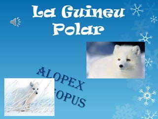 La Guineu
Polar

 