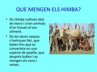 QUE MENGEN ELS HIMBA?
• Els Himba cultiven blat
de moro i crien animals
d’on treuen el seu
aliment.
• De les seves vaques
n’extreuen llet, que
baten fins que es
converteix en una
espècie de papilla, que
després bullen i es
mengen els nens i
nenes.
 