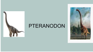 PTERANODON
