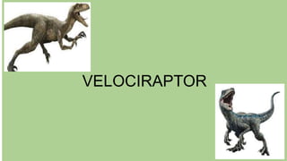 VELOCIRAPTOR