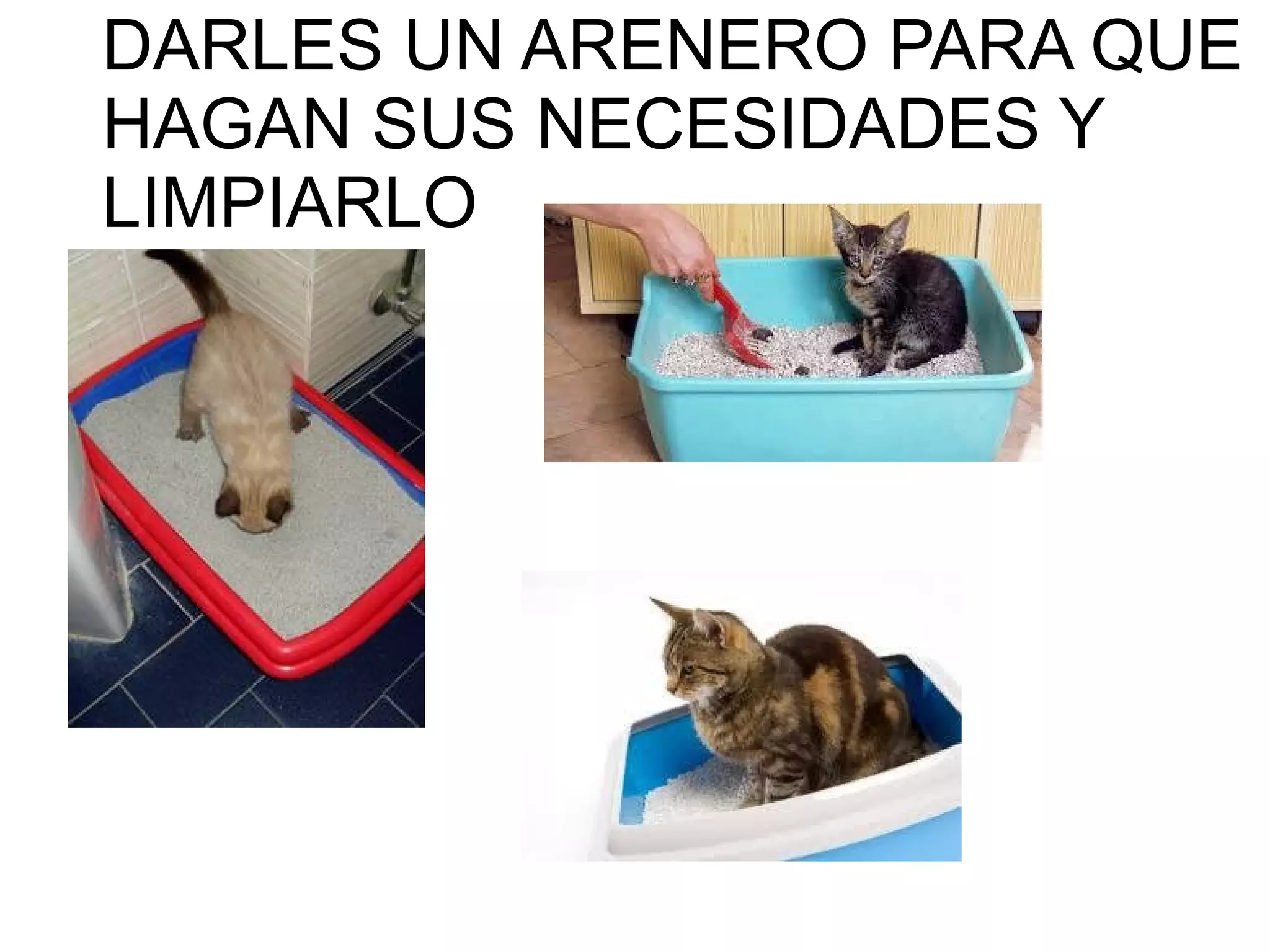 DARLES UN ARENERO PARA QUE
HAGAN SUS NECESIDADES Y
LIMPIARLO
 