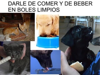 DARLE DE COMER Y DE BEBER
EN BOLES LIMPIOS
 
