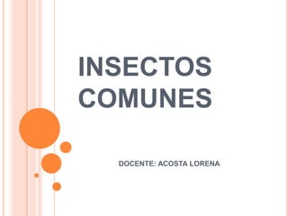 INSECTOS
COMUNES
DOCENTE: ACOSTA LORENA
 
