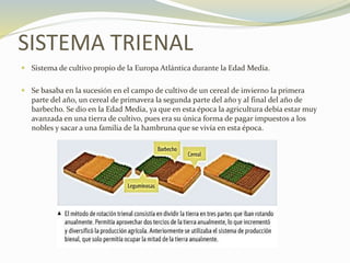 SISTEMA TRIENAL
 Sistema de cultivo propio de la Europa Atlántica durante la Edad Media.
 Se basaba en la sucesión en el campo de cultivo de un cereal de invierno la primera
parte del año, un cereal de primavera la segunda parte del año y al final del año de
barbecho. Se dio en la Edad Media, ya que en esta época la agricultura debía estar muy
avanzada en una tierra de cultivo, pues era su única forma de pagar impuestos a los
nobles y sacar a una familia de la hambruna que se vivía en esta época.
 