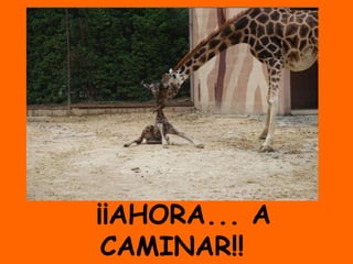 ¡¡AHORA... A
CAMINAR!!
 