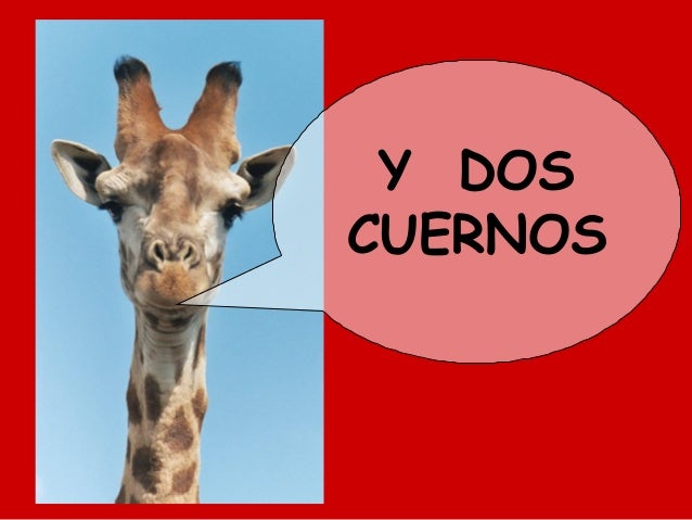 Como Se Llaman Los Cuernos De La Jirafa