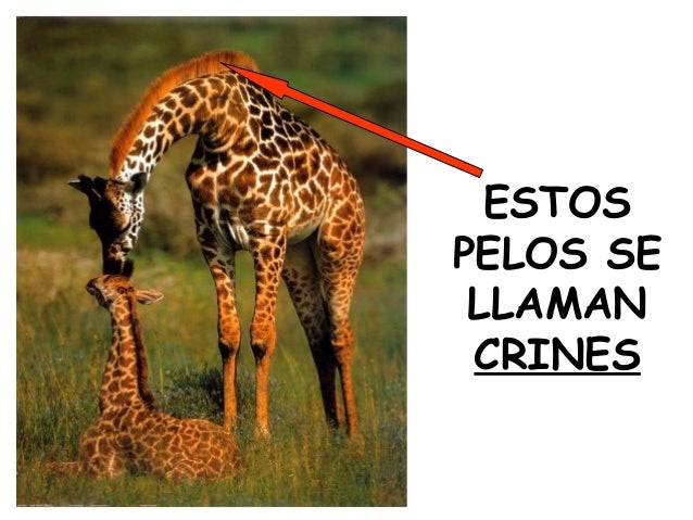 Como Se Llaman Los Cuernos De La Jirafa