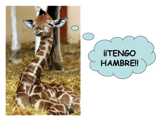 Como Se Llaman Los Cuernos De La Jirafa