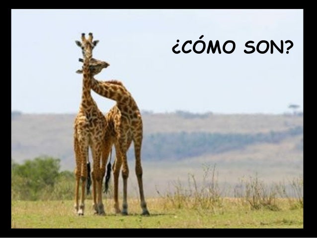 Como Se Llaman Los Cuernos De La Jirafa