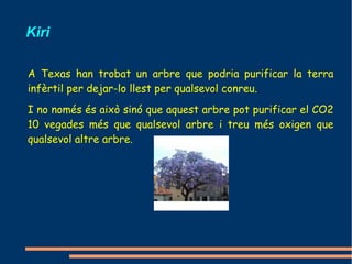 Kiri

A Texas han trobat un arbre que podria purificar la terra
infèrtil per dejar-lo llest per qualsevol conreu.
I no només és això sinó que aquest arbre pot purificar el CO2
10 vegades més que qualsevol arbre i treu més oxigen que
qualsevol altre arbre.
 