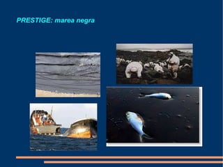 PRESTIGE: marea negra
 
