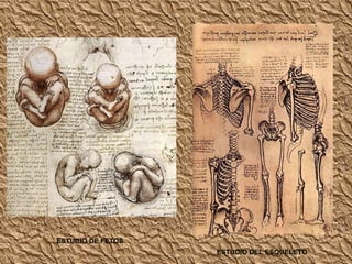ESTUDIO DE FETOS ESTUDIO DEL ESQUELETO 