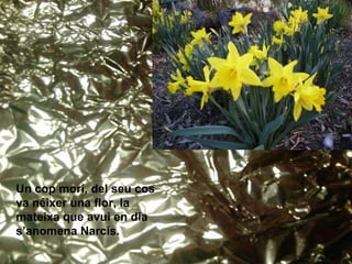 Un cop morí, del seu cos va néixer una flor, la mateixa que avui en dia s’anomena Narcís. 