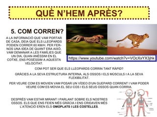 QUÈ N’HEM APRÈS?
5. COM CORREN?
https://www.youtube.com/watch?v=VOcXxYX3jhk
A LA INFORMACIÓ QUE VAM PORTAR
DE CASA, DEIA QUE ELS LLEOPARDS
PODIEN CORRER 60 KM/H. PER FER-
NOS UNA IDEA DE QUANT ERA AIXÒ,
VAM DEMANAR A LES FAMÍLIES QUE
UN DIA, QUAN ANÈSSIM EN EL
COTXE, ENS POSÈSSIM A AQUESTA
VELOCITAT.
COM POT SER QUE ELS LLEOPARDS CORRIN TANT RÀPID?
GRÀCIES A LA SEVA ESTRUCTURA INTERNA, ALS OSSOS I ELS MÚSCULS I A LA SEVA
FLEXIBILITAT.
PER VEURE COM ES MOVIEN VAM POSAR UN VÍDEO D’UN GUEPARD CORRENT I VAM PODER
VEURE COM ES MOVIA EL SEU COS I ELS SEUS OSSOS QUAN CORRIA.
DESPRÉS VAM ESTAR MIRANT I PARLANT SOBRE ELS NOSTRES
OSSOS. ELS QUE ENS FEIEN MÉS GRÀCIA I ENS CRIDAVEN MÉS
L’ATENCIÓ EREN ELS OMOPLATS I LES COSTELLES.
 