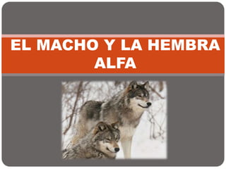 EL MACHO Y LA HEMBRA
ALFA
 