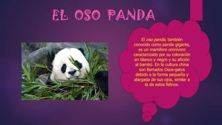 EL OSO PANDA
El oso panda, también
conocido como panda gigante,
es un mamífero omnívoro
caracterizado por su coloración
en blanco y negro y su afición
al bambú. En la cultura china
son llamados Osos-gatos
debido a la forma pequeña y
alargada de sus ojos, similar a
la de estos felinos.

 