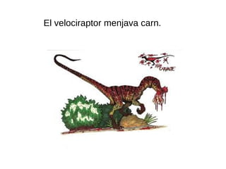 El velociraptor menjava carn.
 