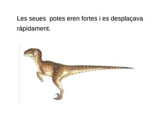 Les seues potes eren fortes i es desplaçava
ràpidament.
 