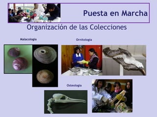 Puesta en Marcha
Organización de las Colecciones
Malacología Ornitología
Osteología
 