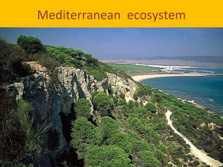 Mediterranean ecosystem