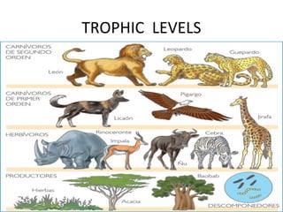 TROPHIC LEVELS