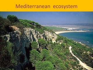 Mediterranean ecosystem
 