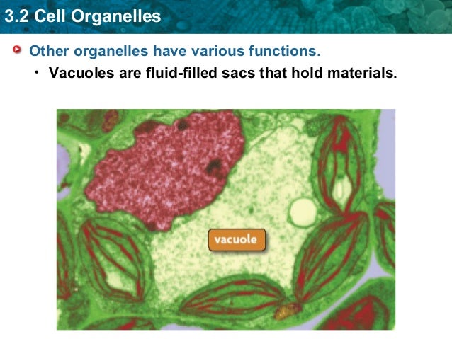 Cell Organelles