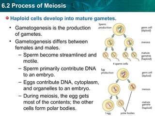 Hapliod Process 6.2 Meiosis | PPT