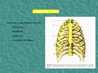 HUESOS DEL TRONCO
Huesos de la Caja Torácica o Tronco:

CARTILAGO

ESTERNÓN

COSTILLAS

COLUMNA VERTEBRAL
 