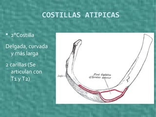 COSTILLAS ATIPICAS
 2°Costilla
Delgada, curvada
y más larga
2 carillas (Se
articulan con
T1 y T2)
 