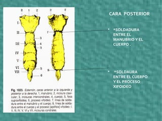  *SOLDADURA
ENTRE EL
MANUBRIO Y EL
CUERPO .
 *SOLDAURA
ENTRE EL CUERPO
Y EL PROCESO
XIFOIDEO
CARA POSTERIOR
 
