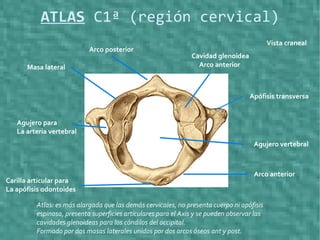 ATLAS C1ª (región cervical)
Cavidad glenoidea
Arco anterior
Apófisis transversa
Agujero vertebral
Masa lateral
Agujero para
La arteria vertebral
Carilla articular para
La apófisis odontoides
Arco posterior
Vista craneal
Atlas: es más alargada que las demás cervicales, no presenta cuerpo ni apófisis
espinosa, presenta superficies articulares para el Axis y se pueden observar las
cavidades glenoideas para los cóndilos del occipital.
Formado por dos masas laterales unidos por dos arcos óseos ant y post.
Arco anterior
 