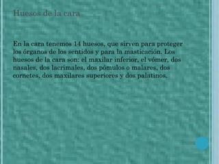 Huesos de la cara
En la cara tenemos 14 huesos, que sirven para proteger
los órganos de los sentidos y para la masticación. Los
huesos de la cara son: el maxilar inferior, el vómer, dos
nasales, dos lacrimales, dos pómulos o malares, dos
cornetes, dos maxilares superiores y dos palatinos.
 